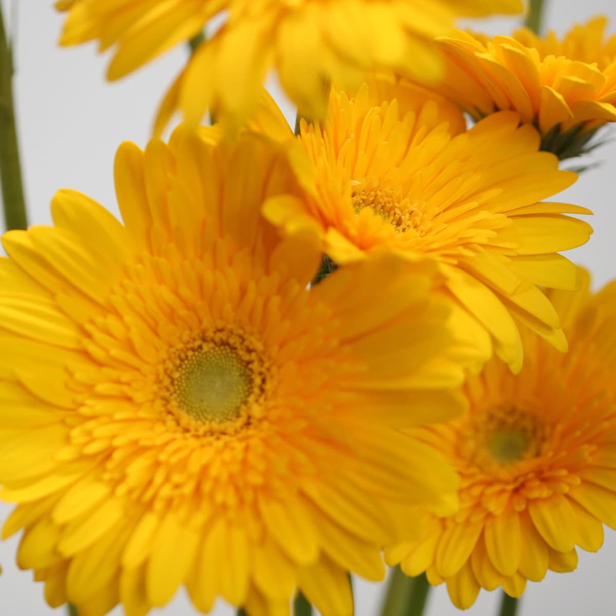 Gerbera Sol (Bulk DIY)