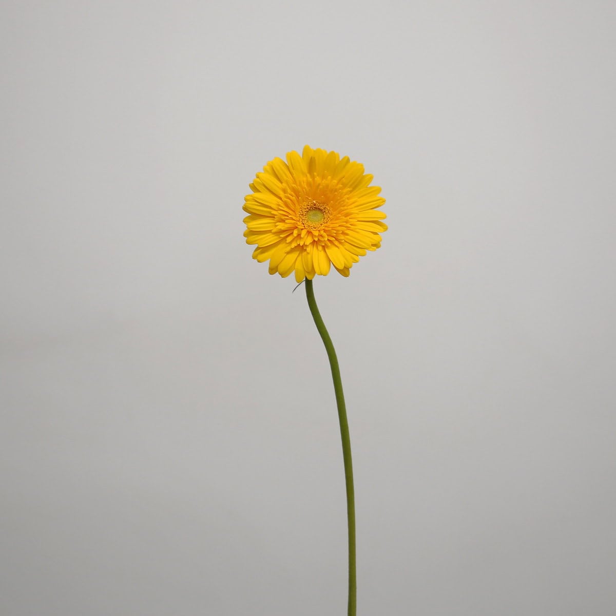 Gerbera Sol (Bulk DIY)