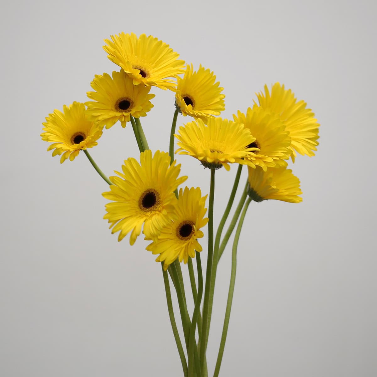 Gerbera Tess – Bulk DIY Flowers