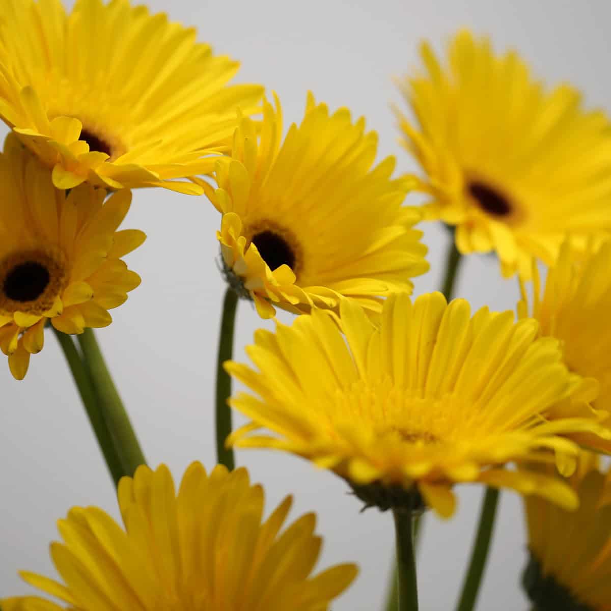 Gerbera Tess (Bulk DIY)