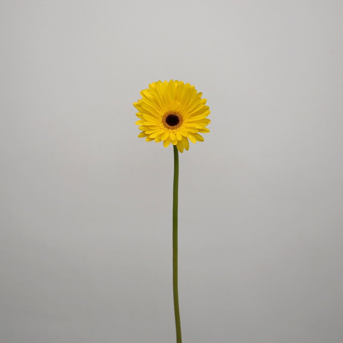Gerbera Tess (Bulk DIY)