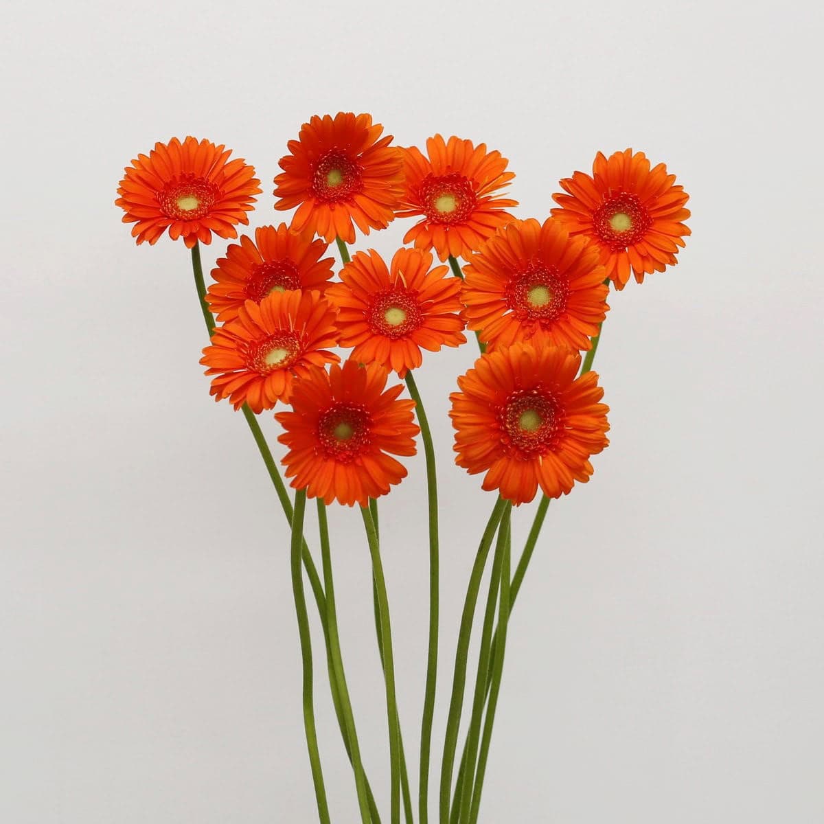 Mini Gerbera Olivia Bulk DIY Flowers