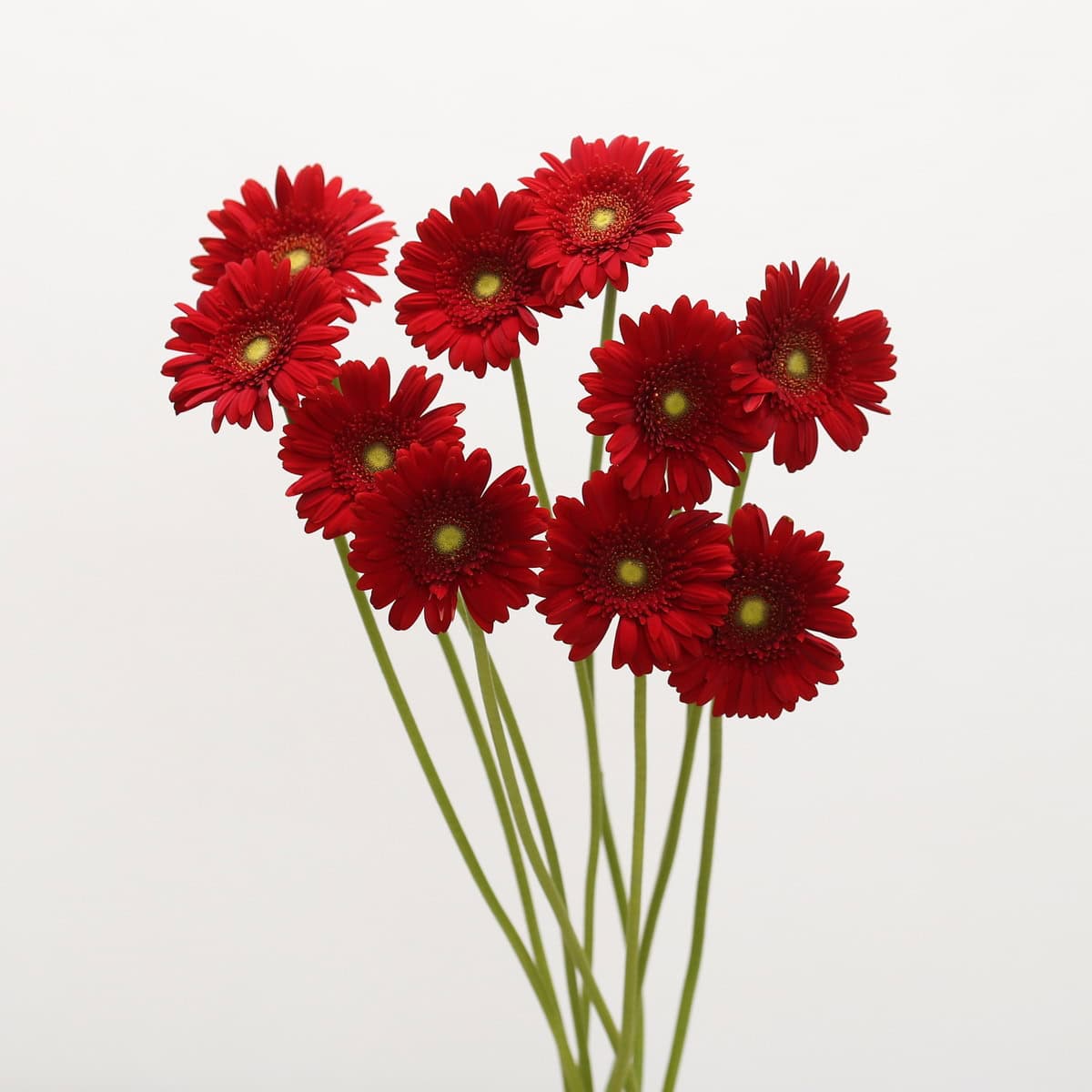 Mini Gerbera Phoenix Bulk DIY Flowers