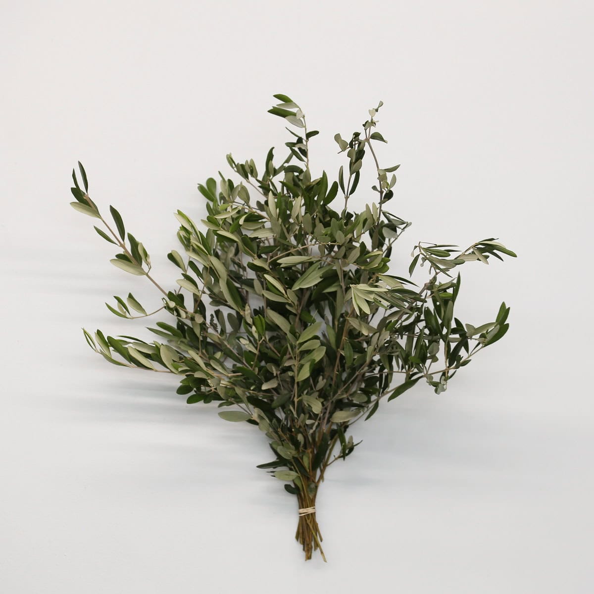 Olive Branches Bulk DIY