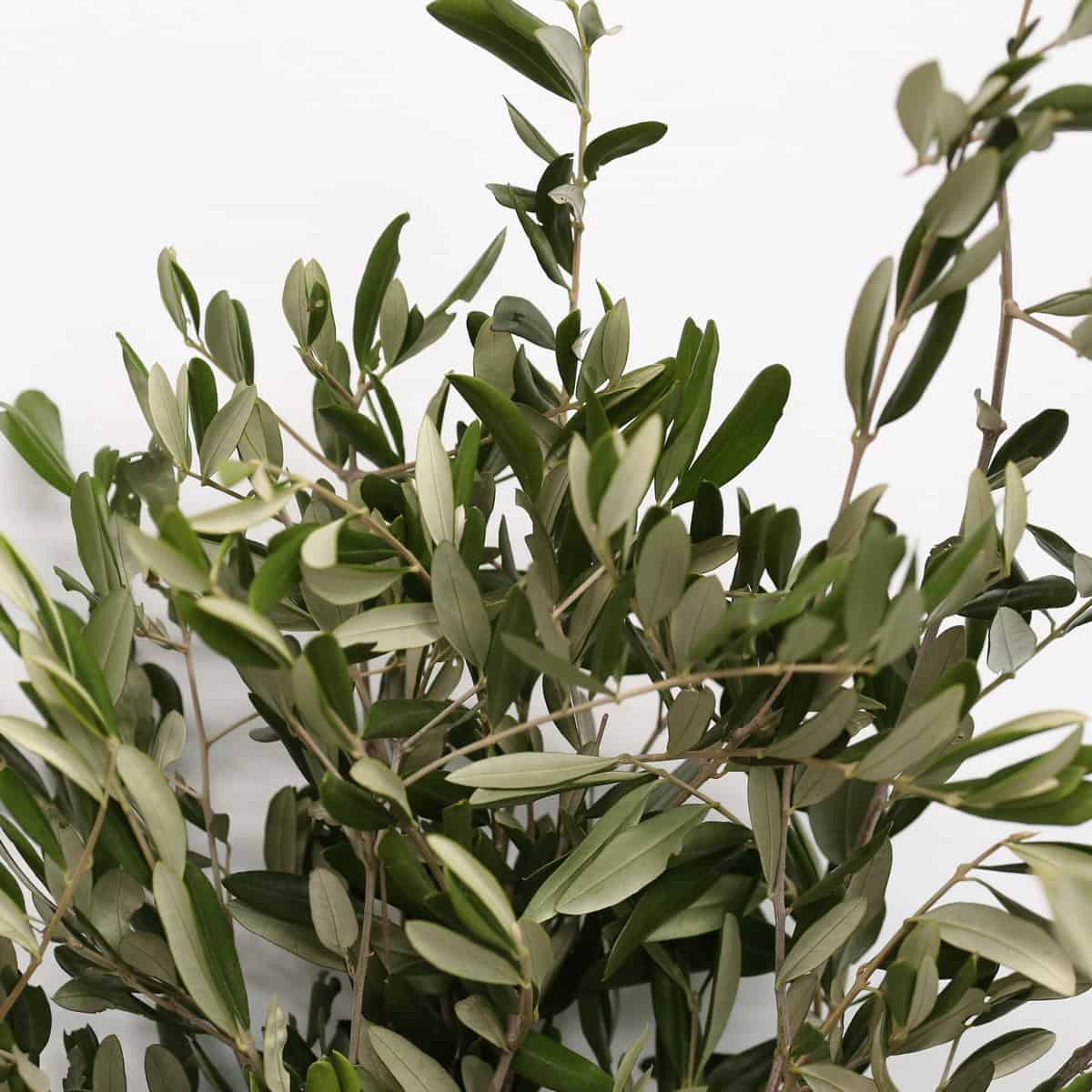 Olive Branches Bulk Greens
