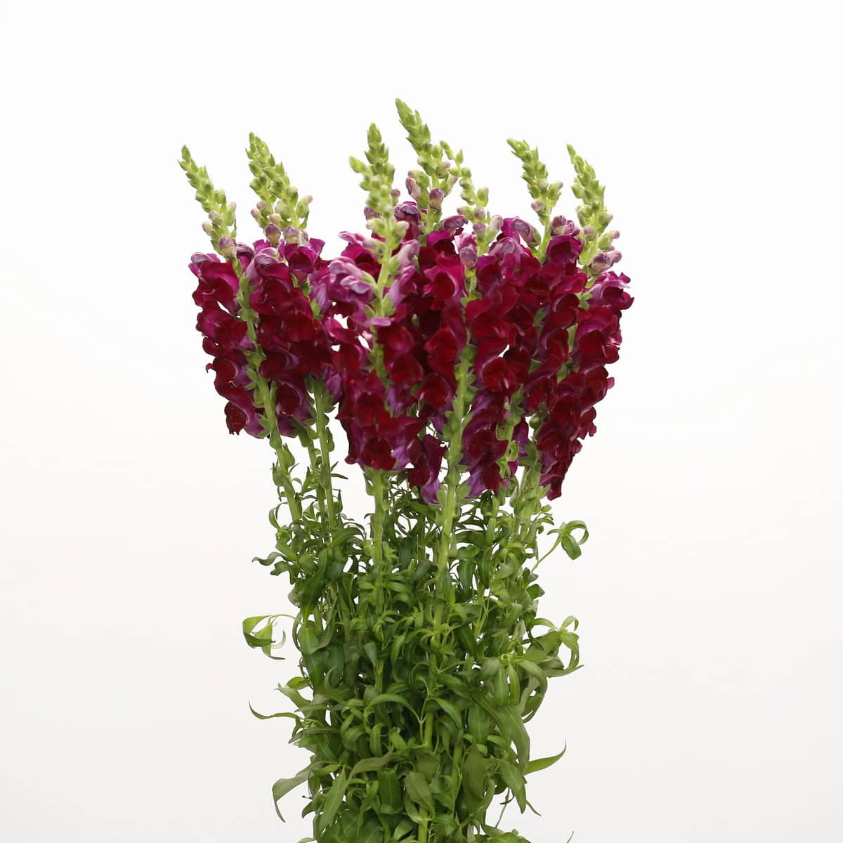 Burgundy Snapdragon flowers Bulk