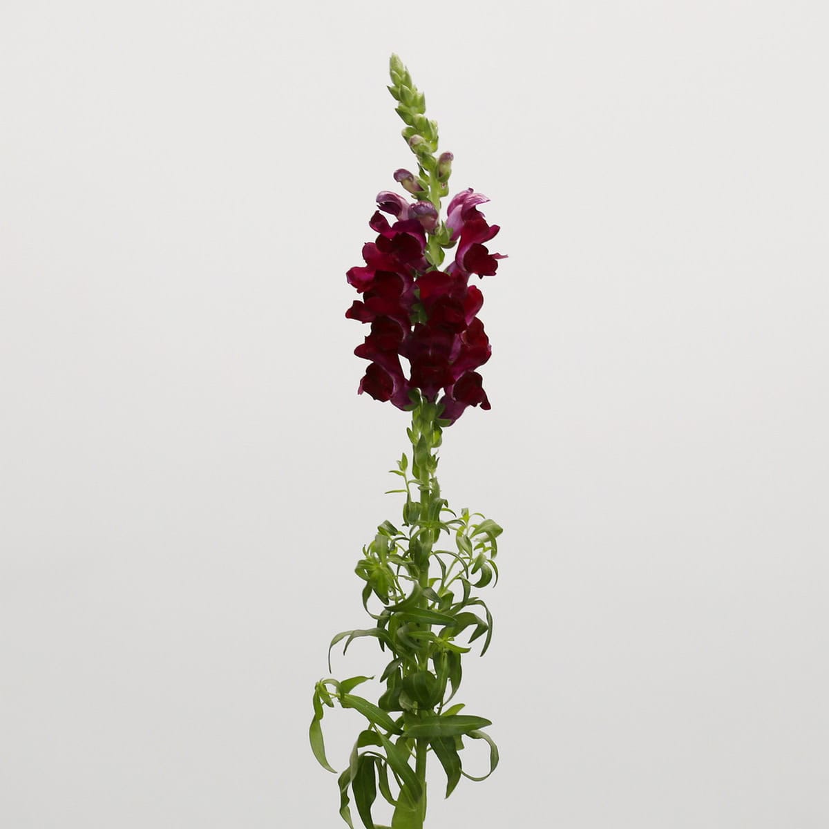 Burgundy Snapdragon flowers Bulk