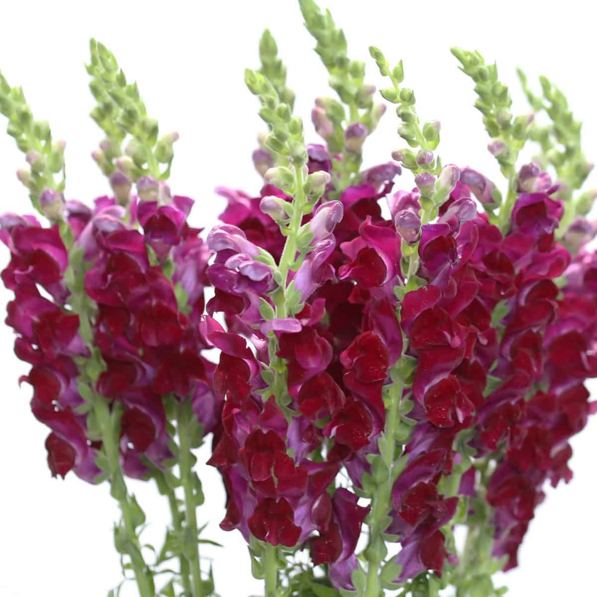 Burgundy Snapdragon flowers Bulk