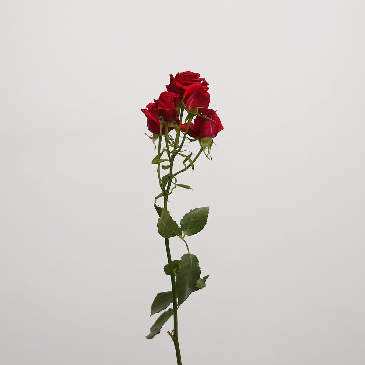 Scarlet Mimi spray roses in deep red with multiple small blooms per stem, perfect for elegant floral creations.