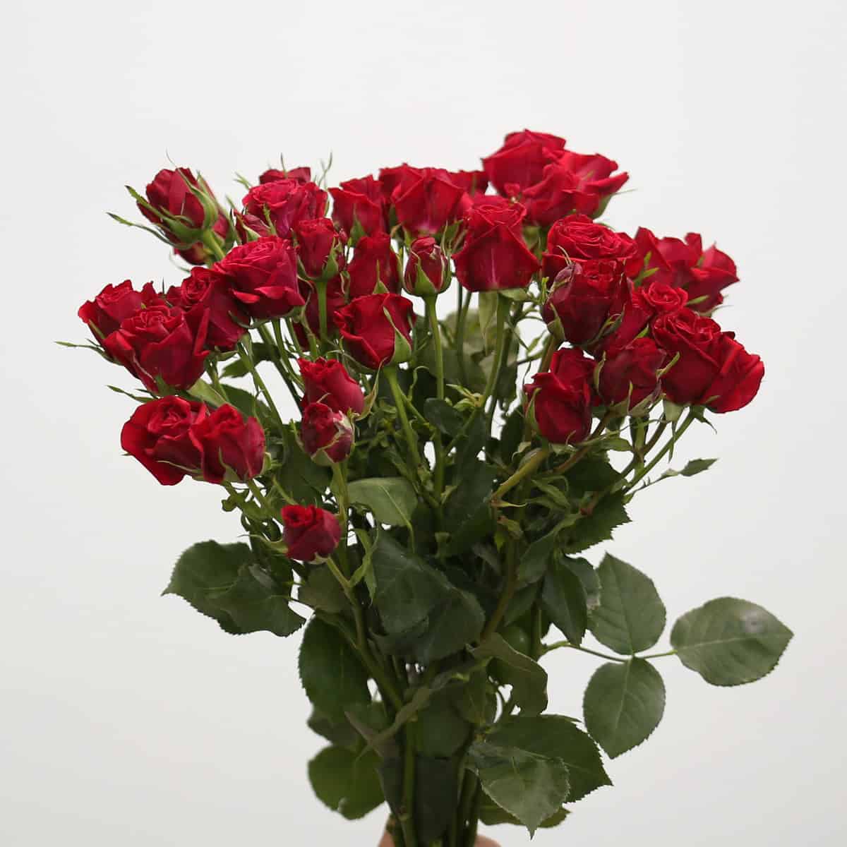Scarlet Mimi spray roses in deep red with multiple small blooms per stem, perfect for elegant floral creations.