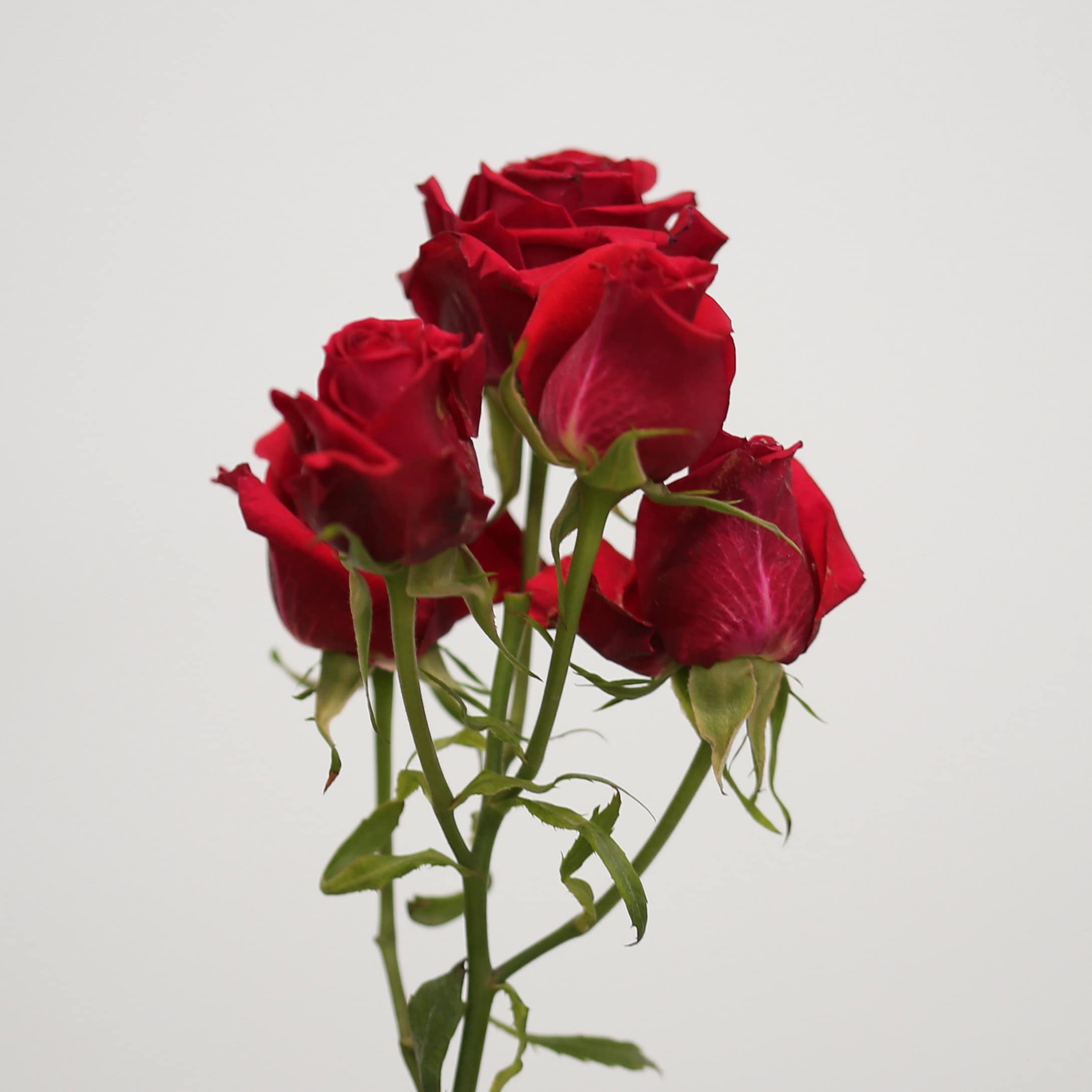 Scarlet Mimi spray roses in deep red with multiple small blooms per stem, perfect for elegant floral creations.