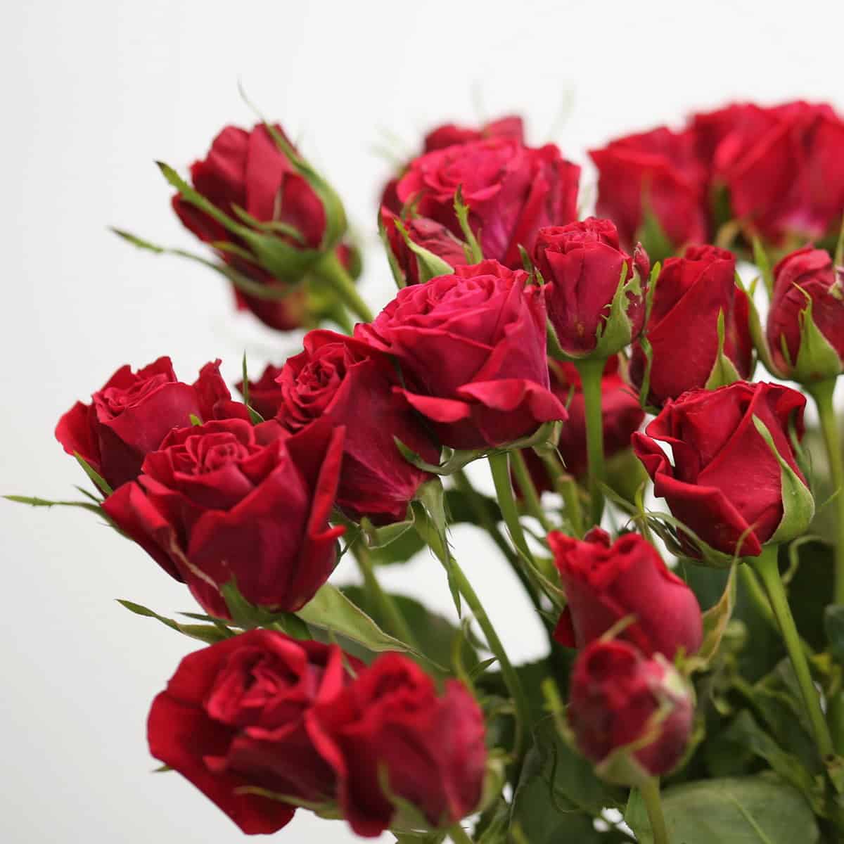 Roses à tiges multiples Scarlet Mimi en rouge profond, avec plusieurs petites fleurs par tige, prêtes pour des créations florales élégantes.