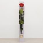 Long Stem Eternal Roses
