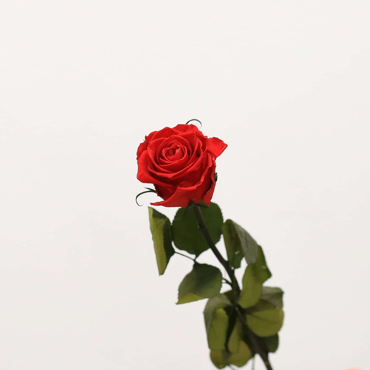 Long Stem Eternal Roses