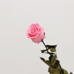 Long Stem Eternal Roses