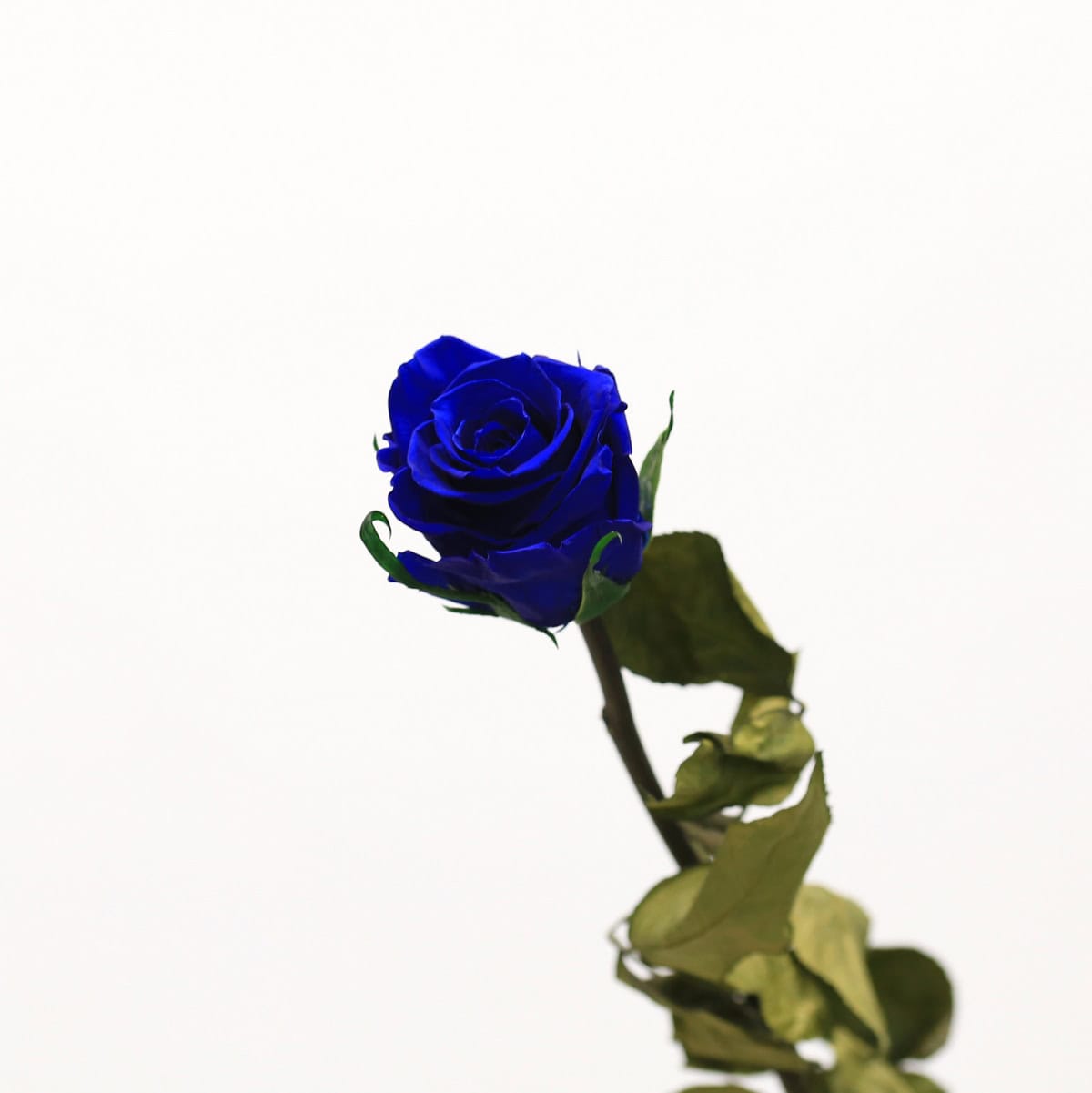 Long Stem Eternal Roses