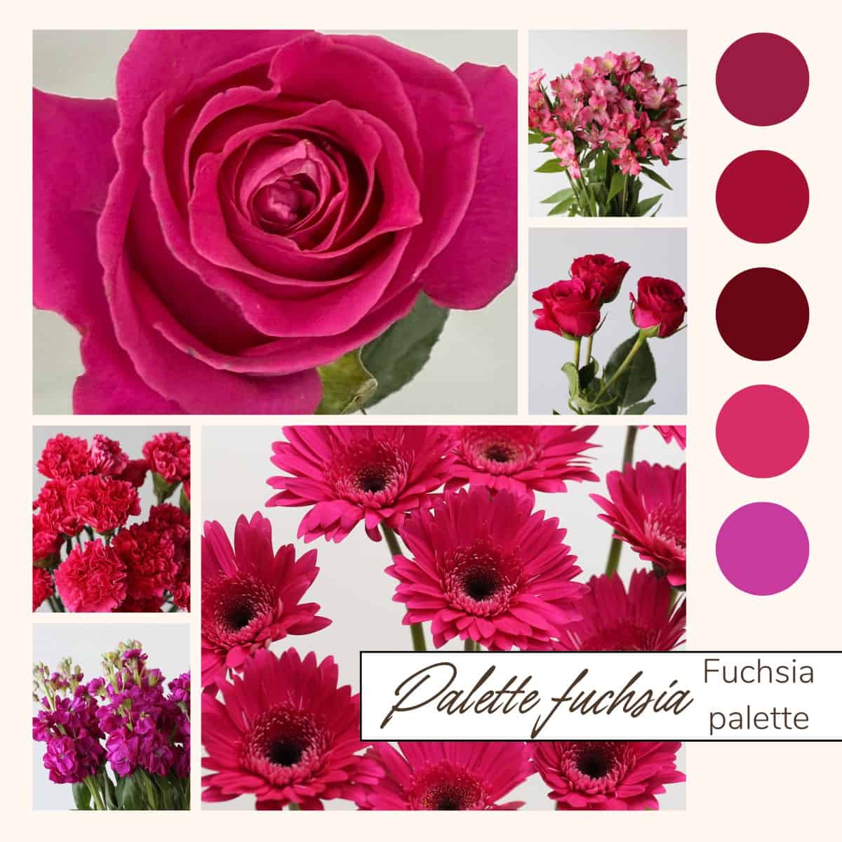 Fuchsia Bulk Flowers