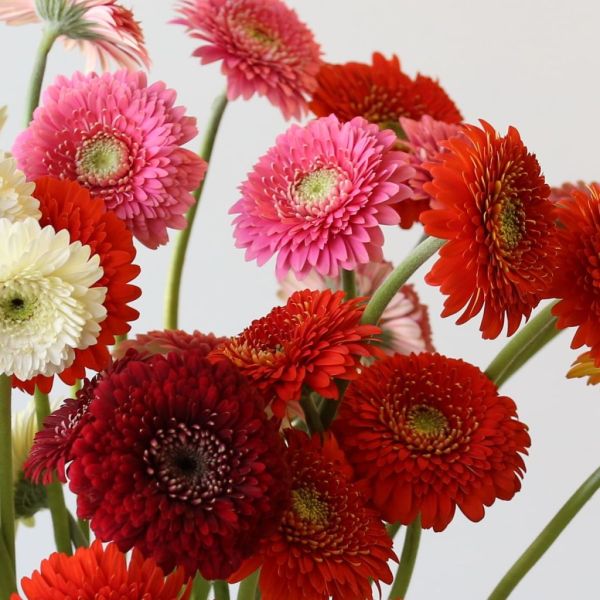Gerpoms - en vrac