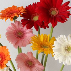 Mini Gerberas - en vrac