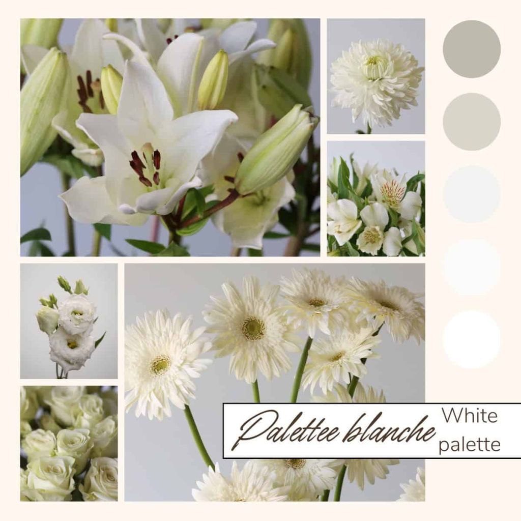 Cream &amp; White palette