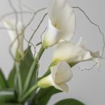 Classic Callas – Arrangement d’arums blancs en vase