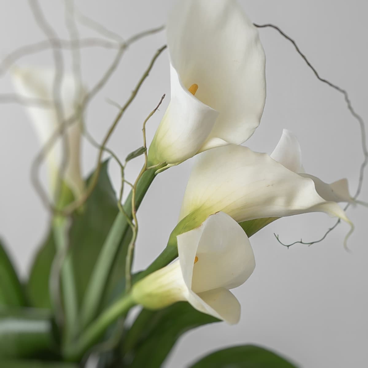 Classic Callas – Arrangement d’arums blancs en vase