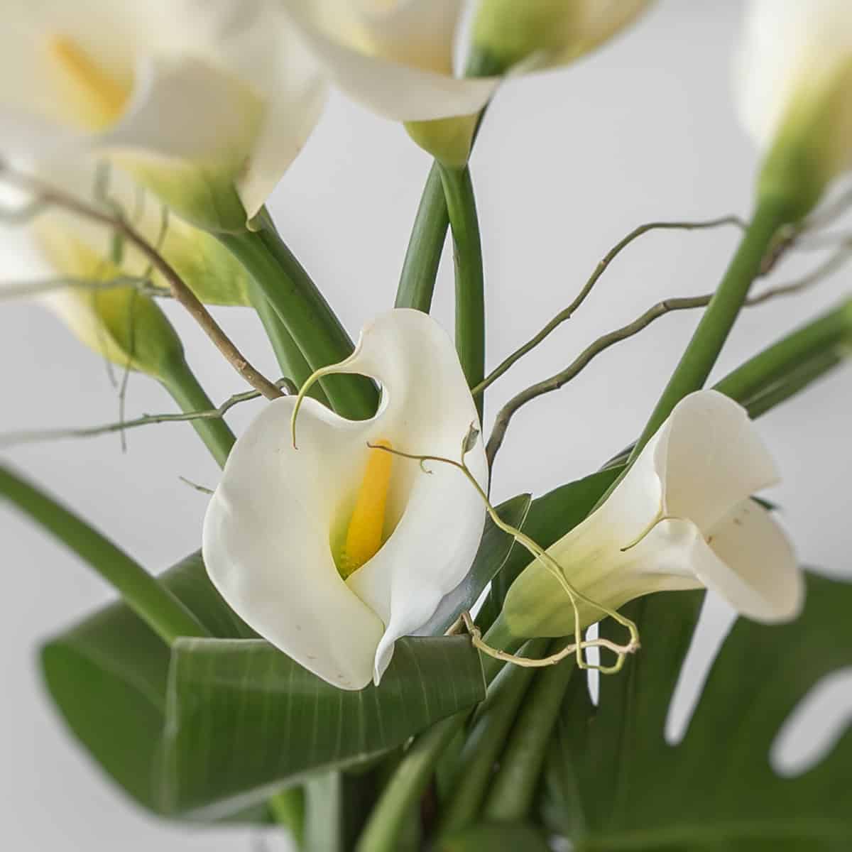 Classic Callas – Arrangement d’arums blancs en vase