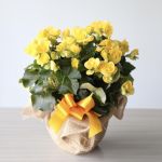 Begonia Plant