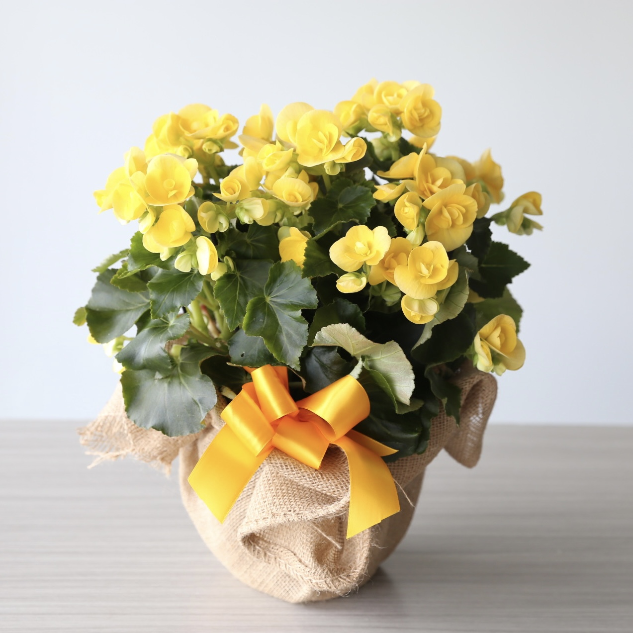 Yellow begonia plant in 6 inch pot wrapped in burlap with ribbon